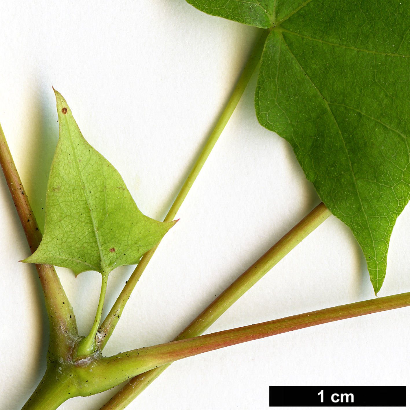 High resolution image: Family: Sapindaceae - Genus: Acer - Taxon: pictum - SpeciesSub: subsp. ambigum High resolution image: Family: Sapindaceae - Genus: Acer - Taxon: pictum - SpeciesSub: subsp. ambigum